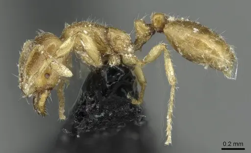 Solenopsis fugax - CASENT0913777