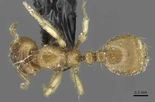 Solenopsis fugax - CASENT0913778