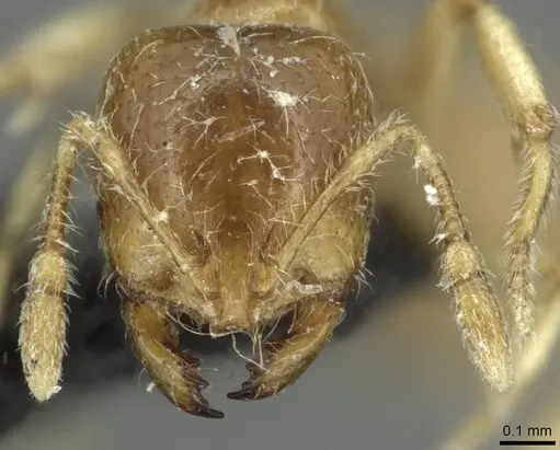 Solenopsis fugax - CASENT0913778