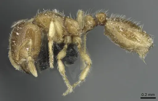 Solenopsis fugax - CASENT0913778