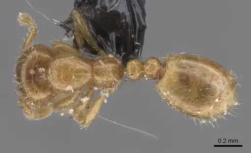 Solenopsis fugax - CASENT0913885