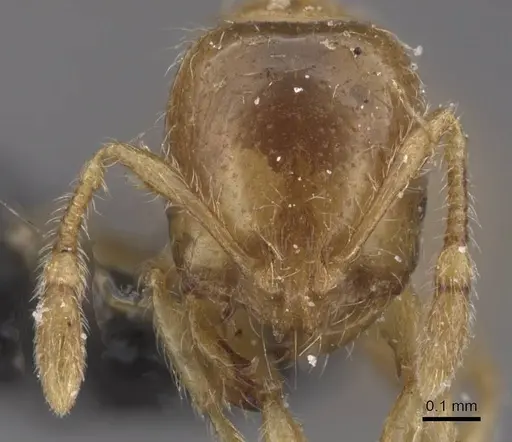 Solenopsis fugax - CASENT0913885