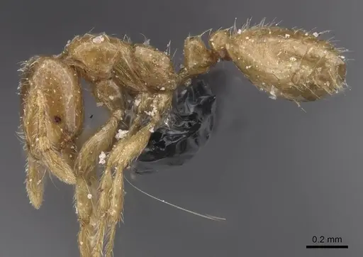 Solenopsis fugax - CASENT0913885