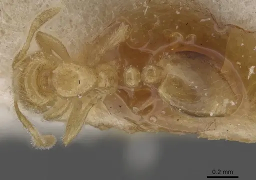 Solenopsis fugax - CASENT0913886