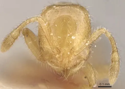 Solenopsis fugax - CASENT0913886