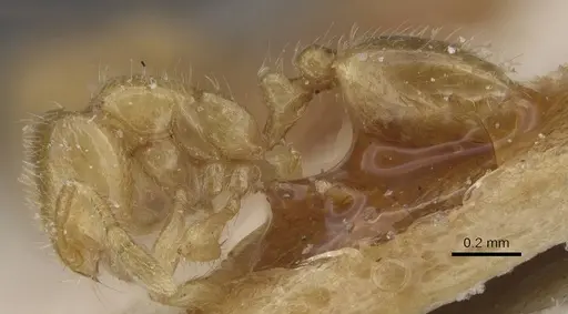 Solenopsis fugax - CASENT0913886
