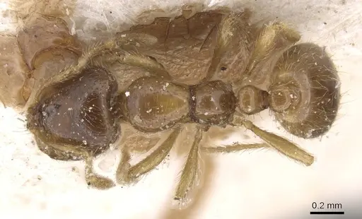 Solenopsis fugax - CASENT0913888