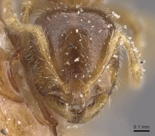 Solenopsis fugax - CASENT0913888