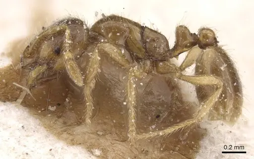 Solenopsis fugax - CASENT0913888