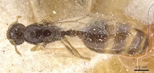Solenopsis fugax - CASENT0913889