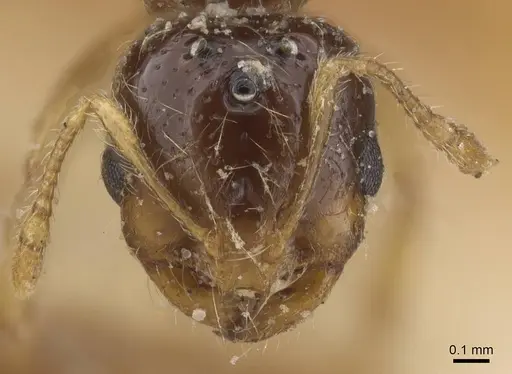Solenopsis fugax - CASENT0913889