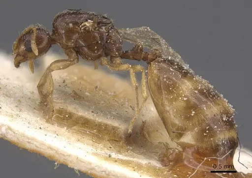 Solenopsis fugax - CASENT0913889
