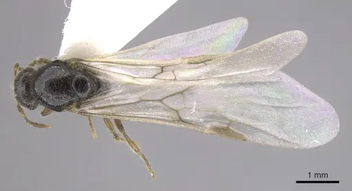 Solenopsis fugax - CASENT0915417