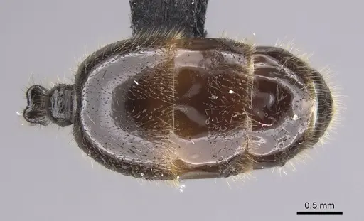 Solenopsis fugax - CASENT0915417