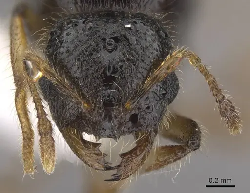 Solenopsis fugax - CASENT0915417