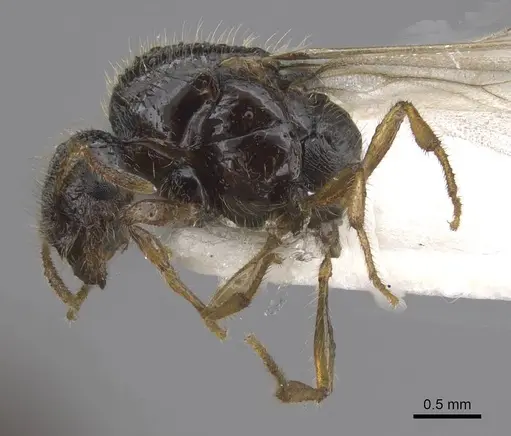 Solenopsis fugax - CASENT0915417