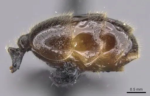 Solenopsis fugax - CASENT0915417