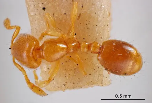Solenopsis fusciventris specimen