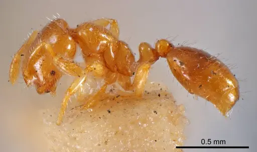 Solenopsis fusciventris specimen