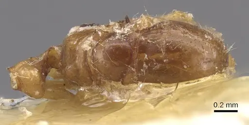 Solenopsis gallica specimen