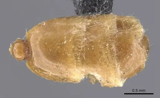 Solenopsis gallica specimen