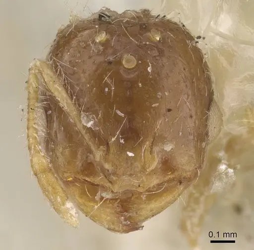 Solenopsis gallica specimen