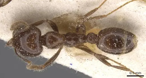 Solenopsis gayi specimen