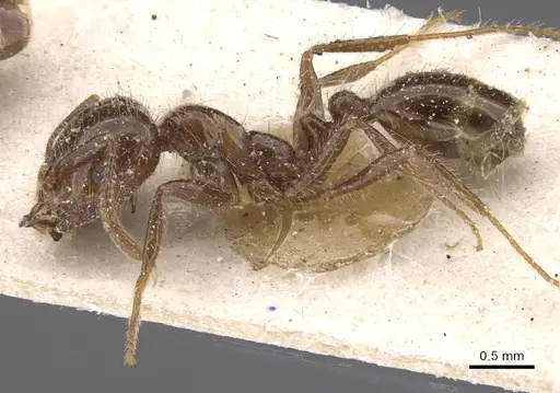 Solenopsis gayi specimen