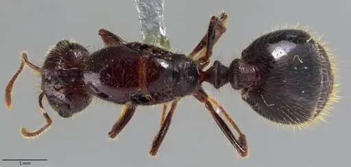 Solenopsis geminata specimen