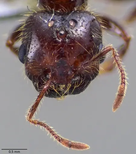 Solenopsis geminata specimen