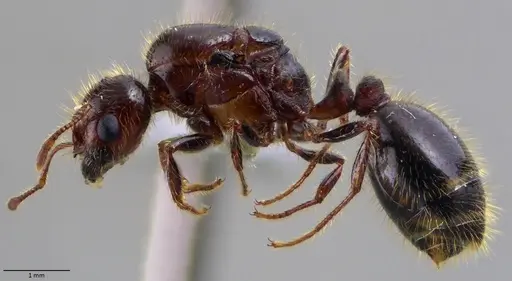 Solenopsis geminata specimen
