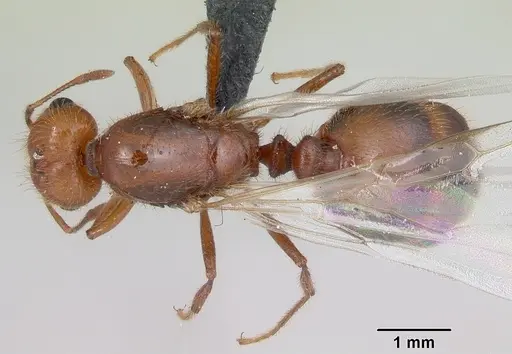 Solenopsis geminata - CASENT0055762