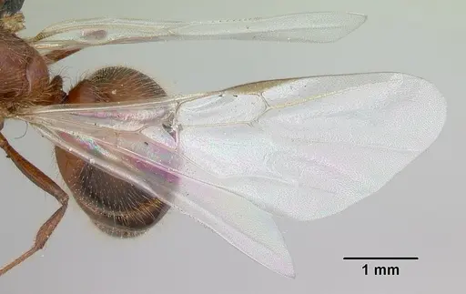 Solenopsis geminata - CASENT0055762