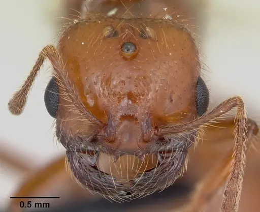 Solenopsis geminata - CASENT0055762