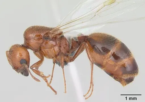 Solenopsis geminata - CASENT0055762