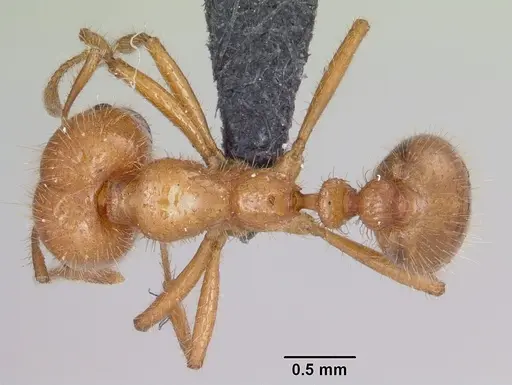 Solenopsis geminata - CASENT0063125