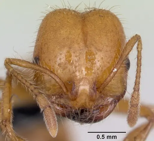 Solenopsis geminata - CASENT0063125
