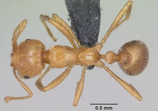 Solenopsis geminata - CASENT0063126