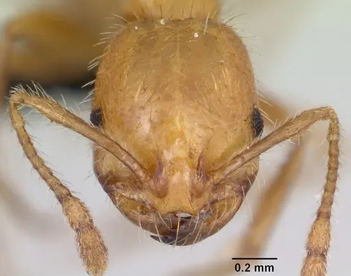 Solenopsis geminata - CASENT0063126