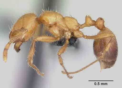 Solenopsis geminata - CASENT0063126