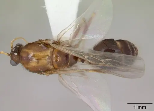 Solenopsis geminata - CASENT0100826
