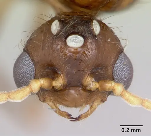 Solenopsis geminata - CASENT0100826