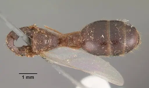 Solenopsis geminata - CASENT0102532