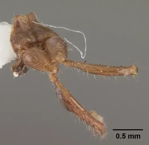 Solenopsis geminata - CASENT0102532