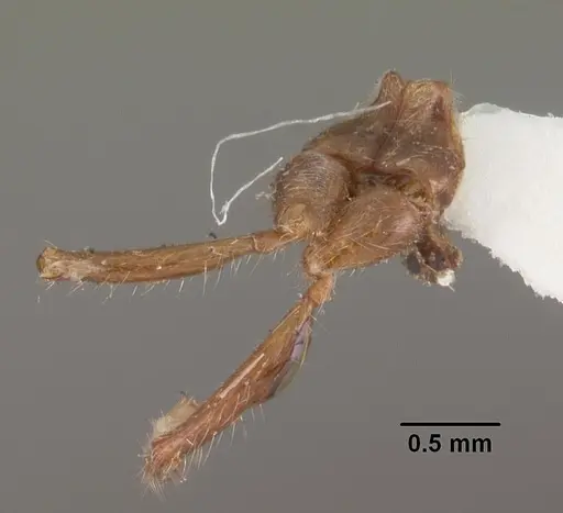 Solenopsis geminata - CASENT0102532