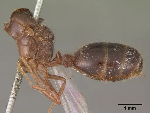 Solenopsis geminata - CASENT0102532