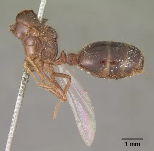 Solenopsis geminata - CASENT0102532