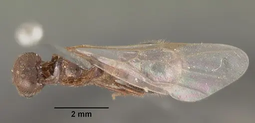 Solenopsis geminata - CASENT0102533
