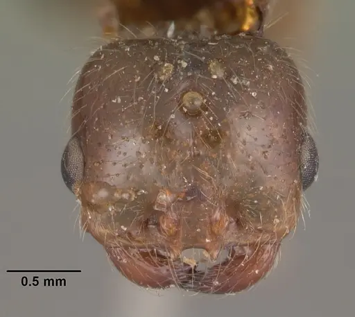Solenopsis geminata - CASENT0102533