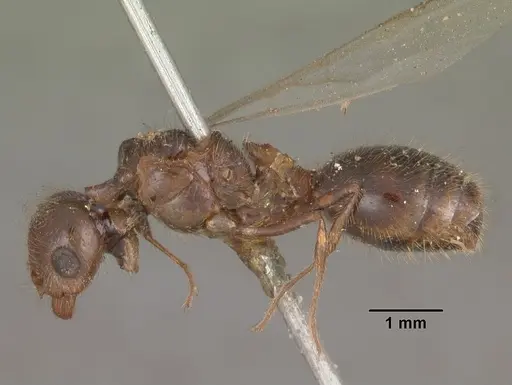 Solenopsis geminata - CASENT0102533